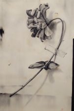Zinnia