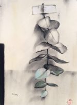 Eucalyptus