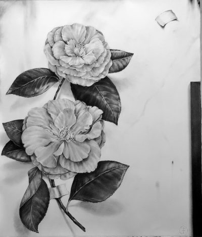 Two Camellias