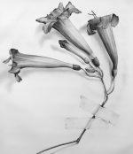 Trumpet Vine