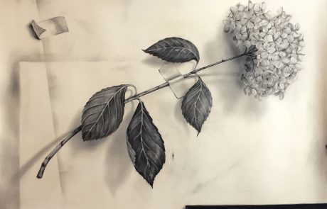 Hydrangea