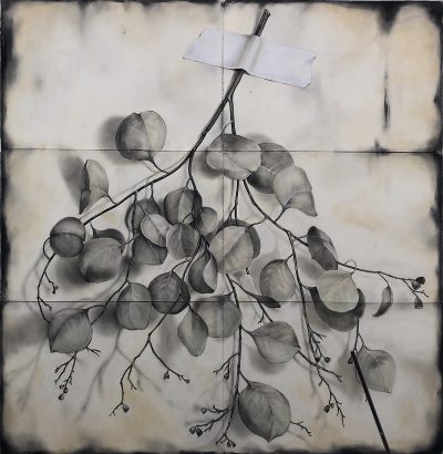 Eucalyptus